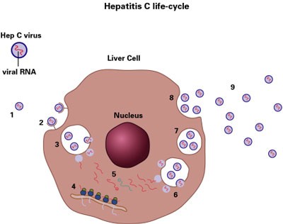 Acute Hepatitis C