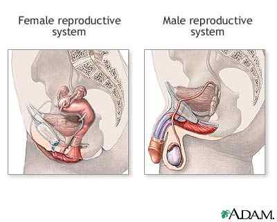 Male and Female Genitalia